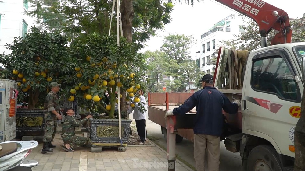 Bưởi cảnh giá hàng chục triệu mỗi chậu phục vụ đại gia mua về chơi Tết - Ảnh 7.