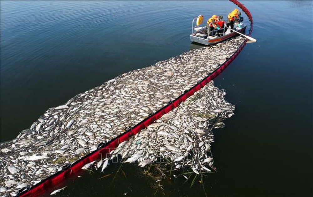 Hiện tượng cá chết hàng loạt dọc sông Oder nhận giải bê bối về tàn phá hệ sinh thái - Ảnh 1.