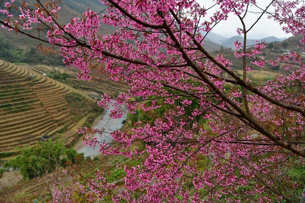 Chiêm ngưỡng sắc hoa tớ dày nhuộm hồng núi rừng Mù Cang Chải - Ảnh 11.