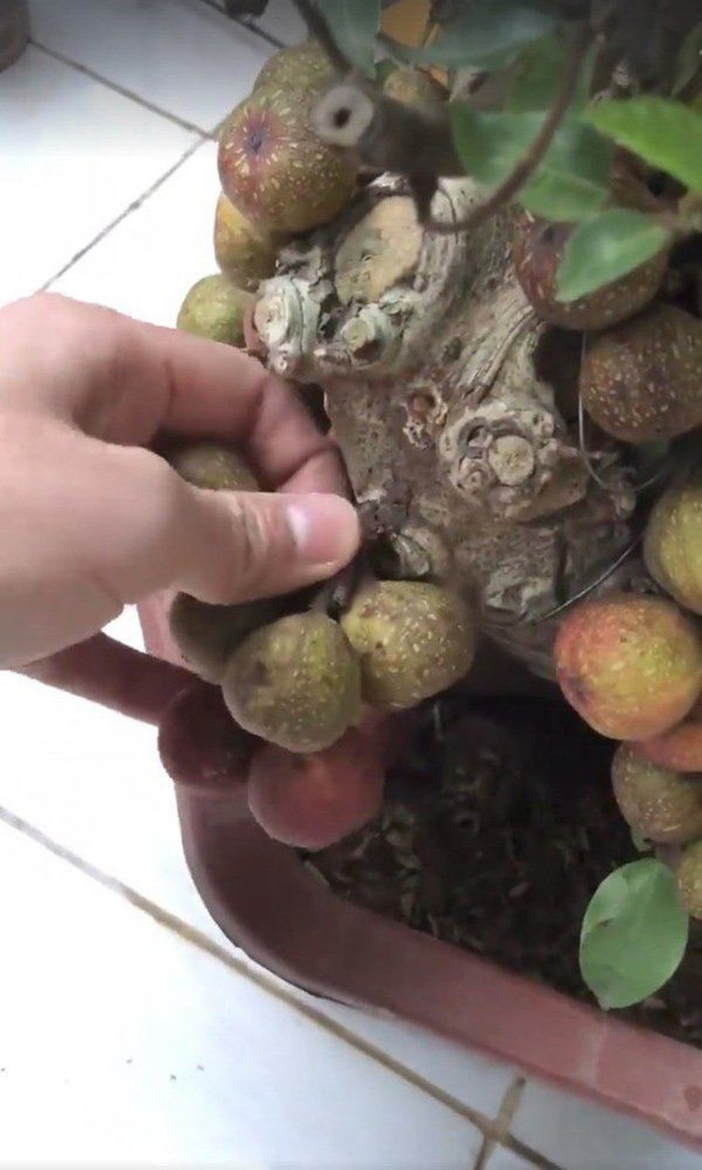 1001 chuyện tréo ngoe khi mua cây cảnh chơi Tết: táo bonsai nở ra hoa dâm bụt, quả sung được gắn keo 502