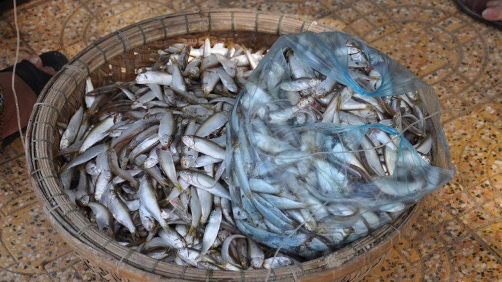 Loại cá xưa ít người ăn, nay thành đặc sản Quảng Bình - Ảnh 1.