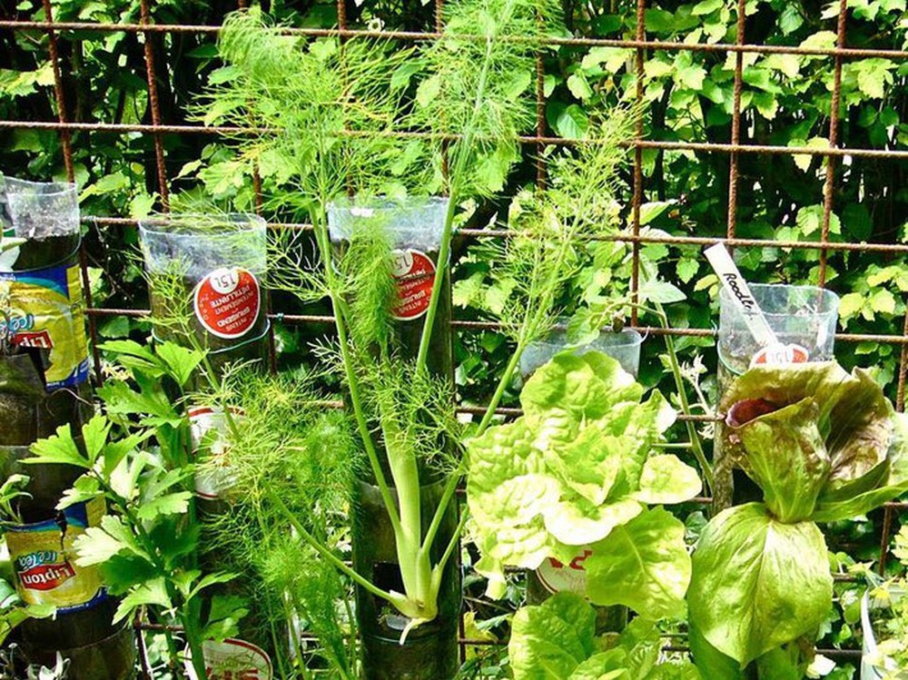 Cách trồng rau sạch từ chai và thùng nhựa cũ của vị giáo sư Đại học sau khi về hưu - Ảnh 3.
