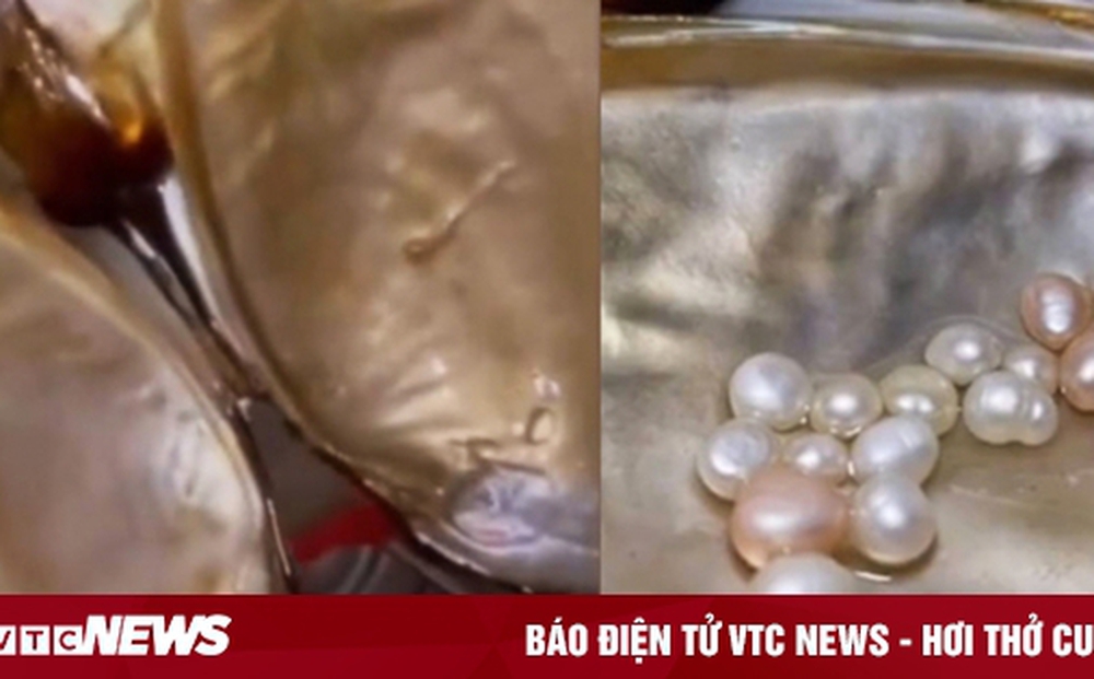 Nuôi một con ngao, người phụ nữ vớt được cả nắm ngọc khi dọn bể