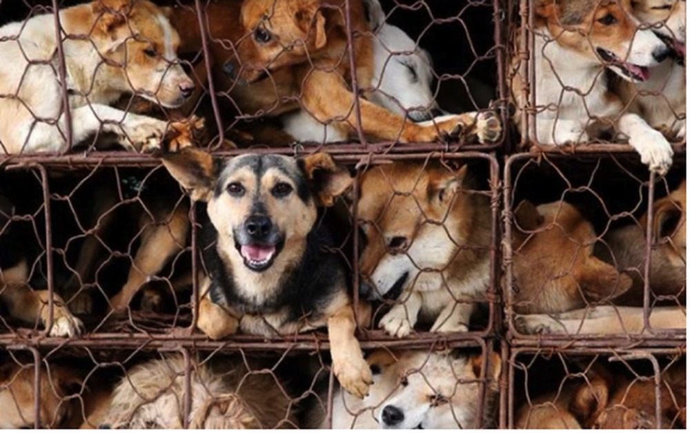 Phần lớn người Việt không đồng tình với việc buôn bán thịt chó, mèo - Ảnh 3.