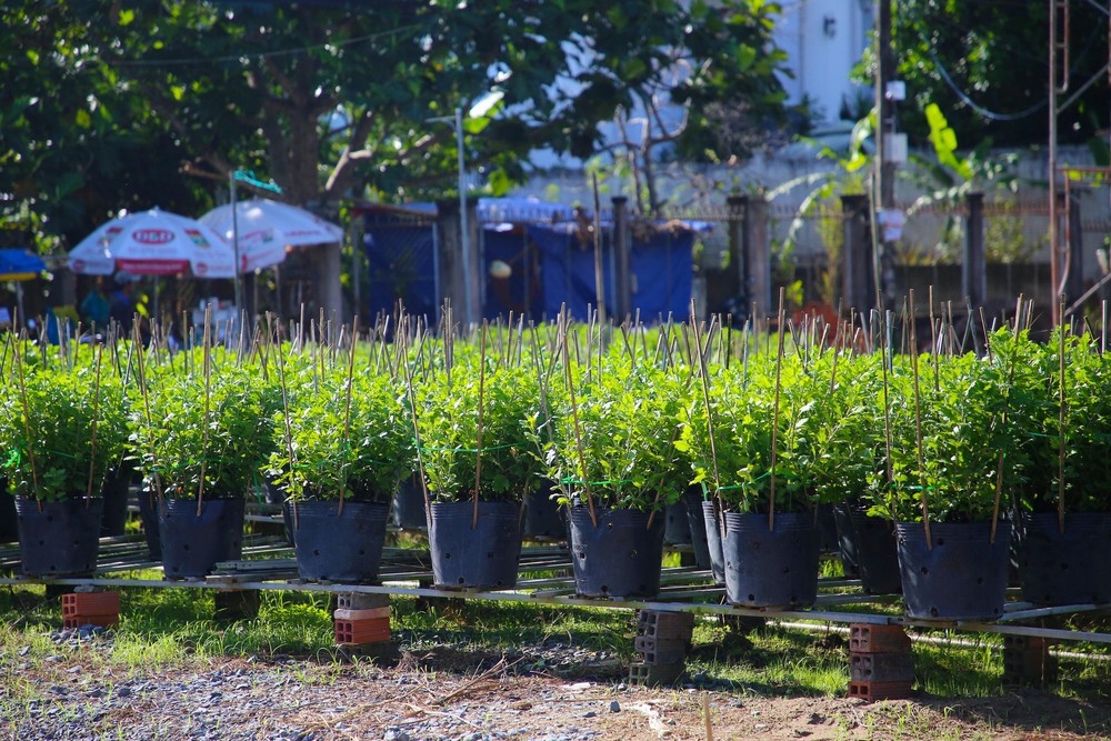 Làng hoa trăm tuổi ở Cần Thơ chuẩn bị hàng nghìn chậu hoa vụ Tết - Ảnh 5.