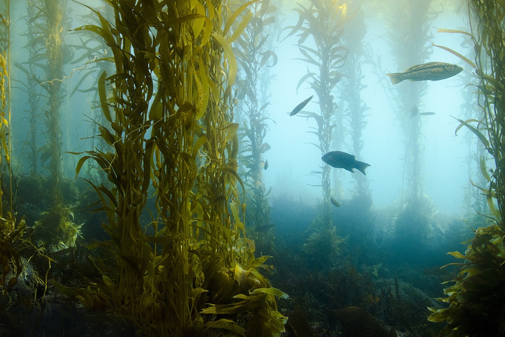 Nước biển ấm lên làm thoái hóa các rừng tảo bẹ - Ảnh 1.