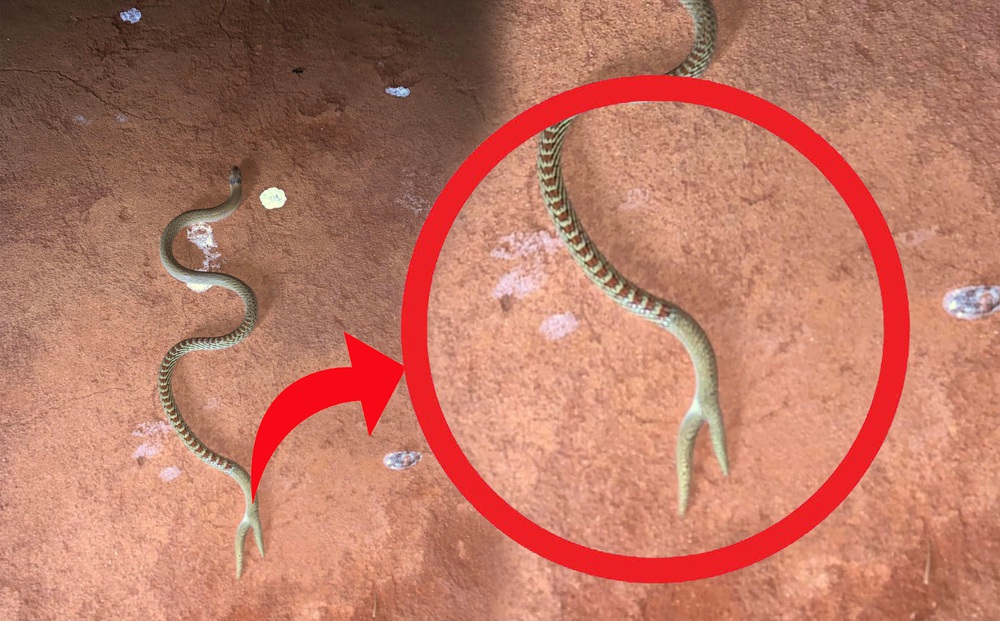 Sinh vật bí ẩn giống rắn, đuôi chẻ đôi như đuôi của 'người cá': Bất ngờ với đáp án!