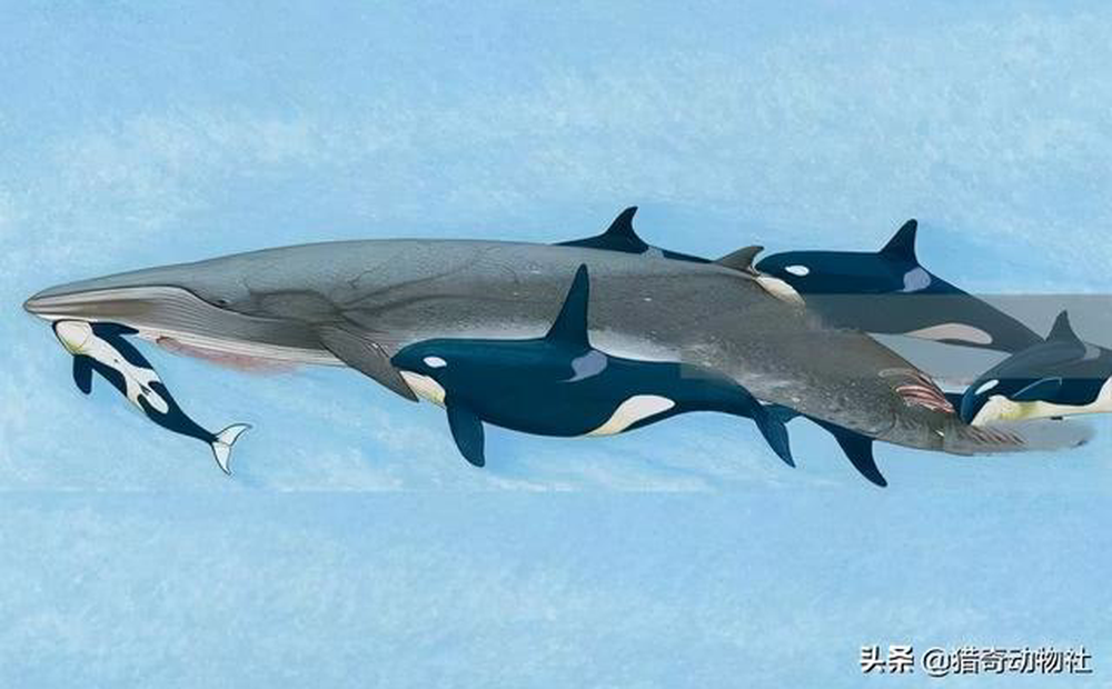 Video đầu tiên chứng minh cá voi sát thủ hạ được cá voi xanh, sinh vật lớn nhất Trái Đất