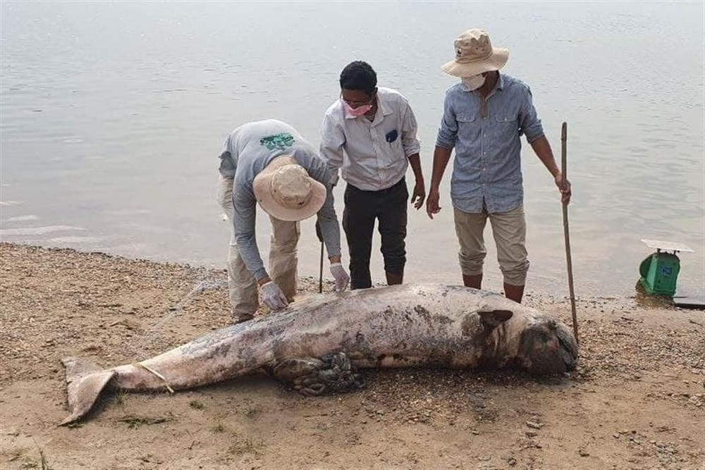 Con cá heo Irrawaddy cuối cùng chết, láng giềng Việt Nam chính thức tuyệt chủng loài này! - Ảnh 1.