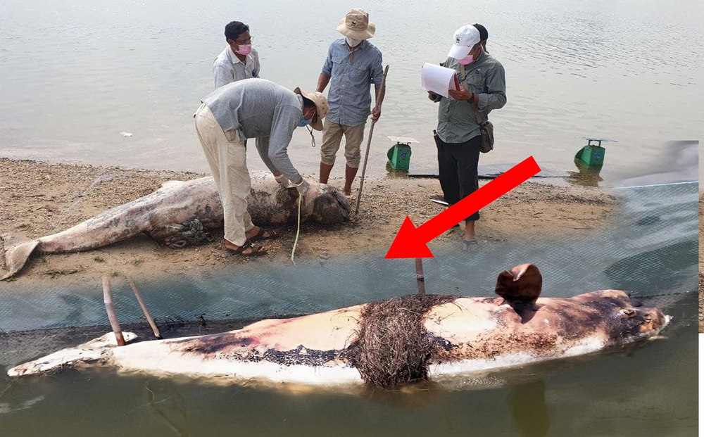Con cá heo Irrawaddy cuối cùng chết, láng giềng Việt Nam chính thức tuyệt chủng loài này!