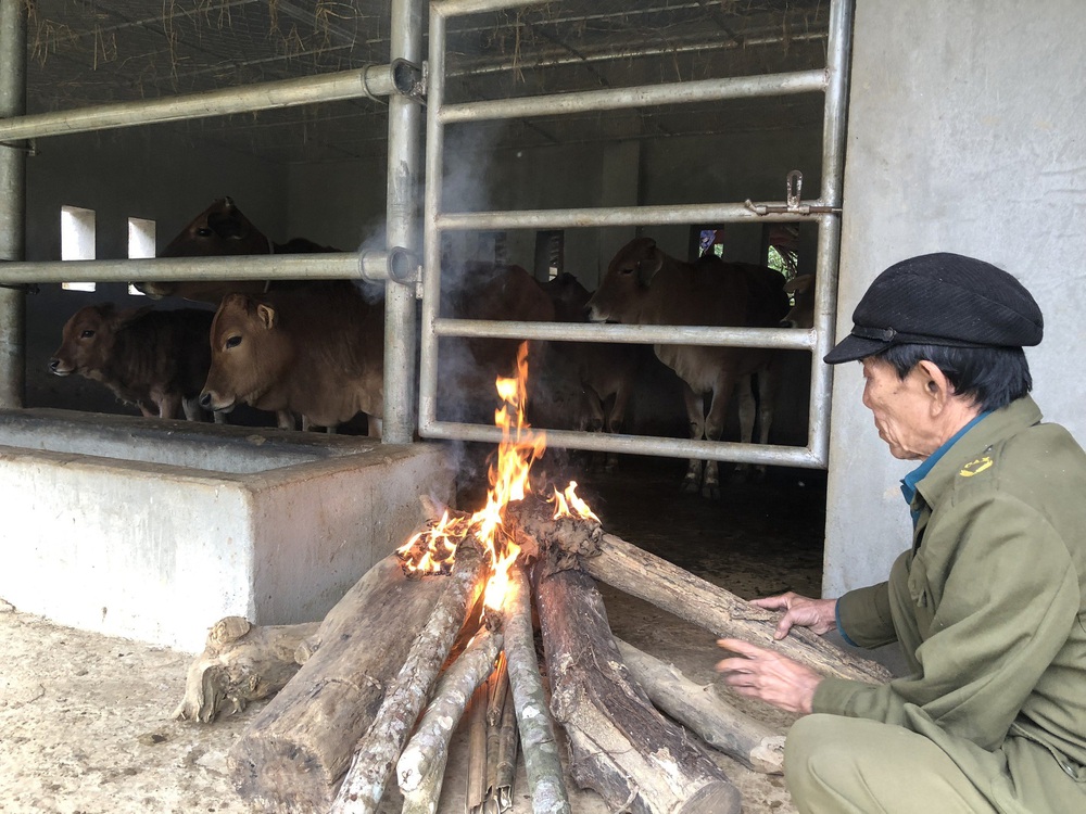 Trời lạnh giá, trâu bò chết hàng loạt, nông dân khẩn cấp may áo ấm cho gia súc - Ảnh 2.