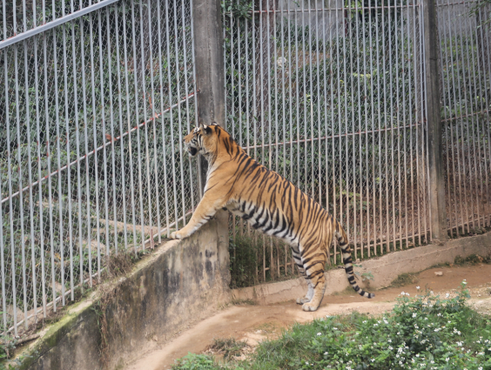 Cận cảnh nơi nuôi trên 20 con hổ lớn tại Việt Nam - Ảnh 3.