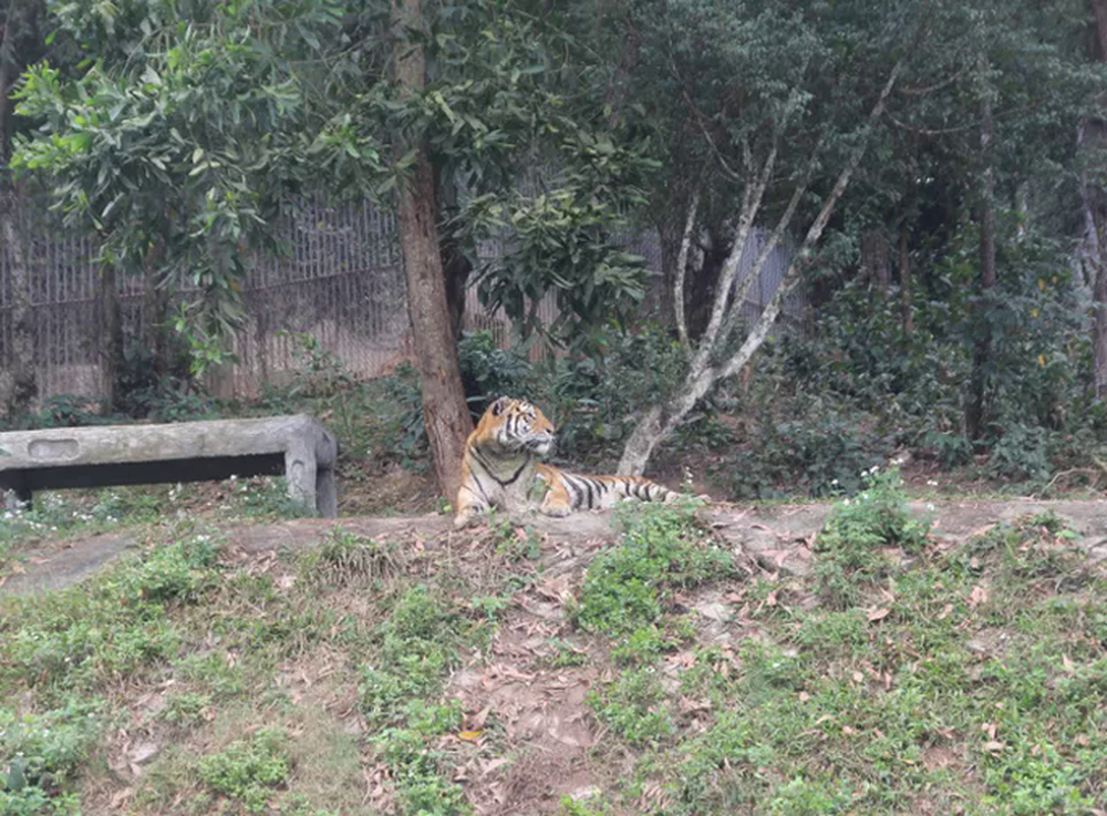 Cận cảnh nơi nuôi trên 20 con hổ lớn tại Việt Nam - Ảnh 5.