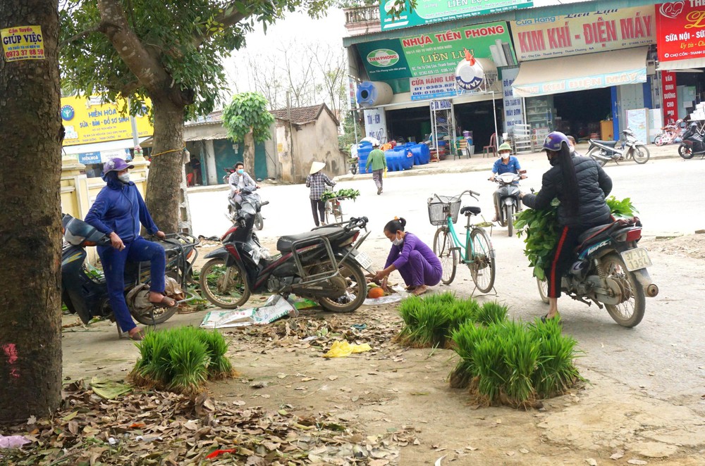 Độc đáo chợ bán cây lúa non như bán rau - Ảnh 1.