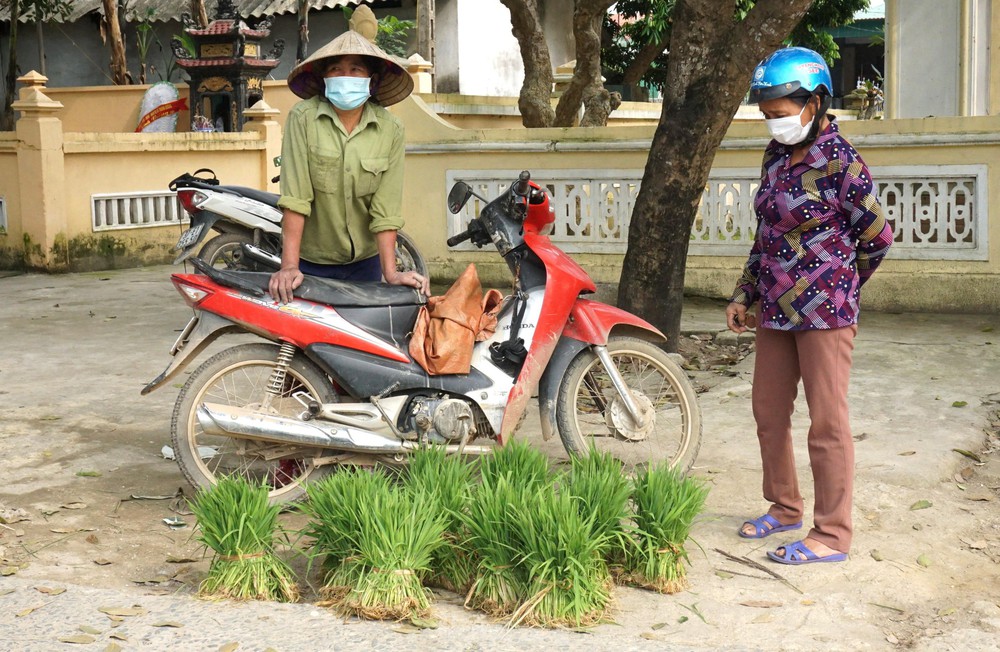 Độc đáo chợ bán cây lúa non như bán rau - Ảnh 4.