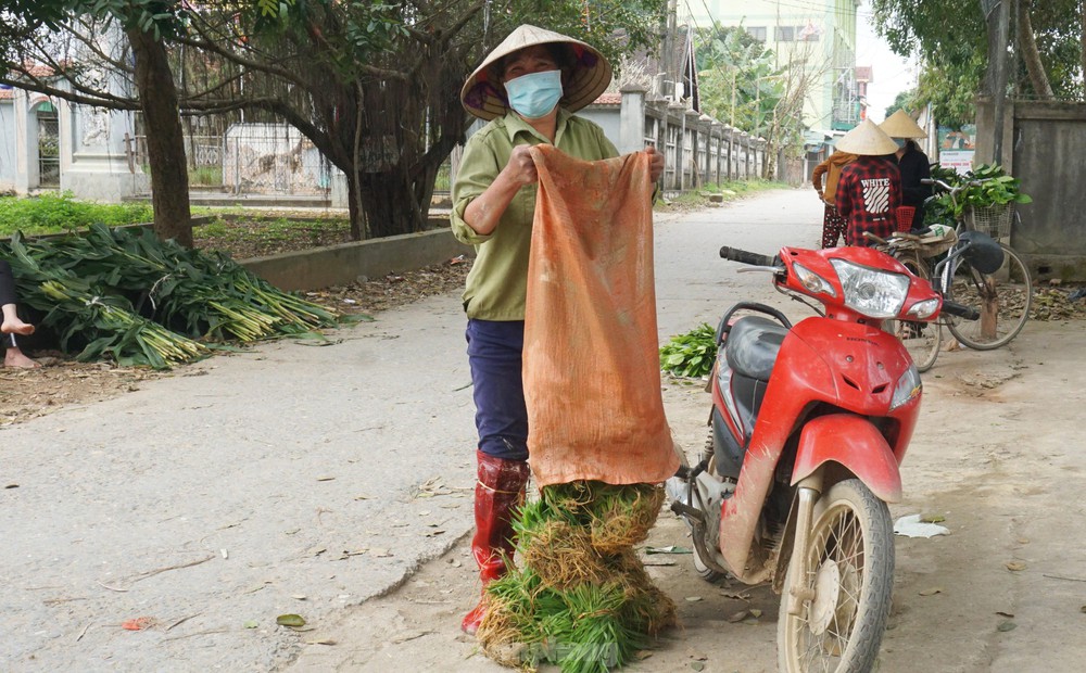 Độc đáo chợ bán cây lúa non như bán rau - Ảnh 6.