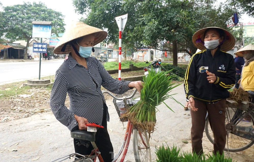 Độc đáo chợ bán cây lúa non như bán rau - Ảnh 8.