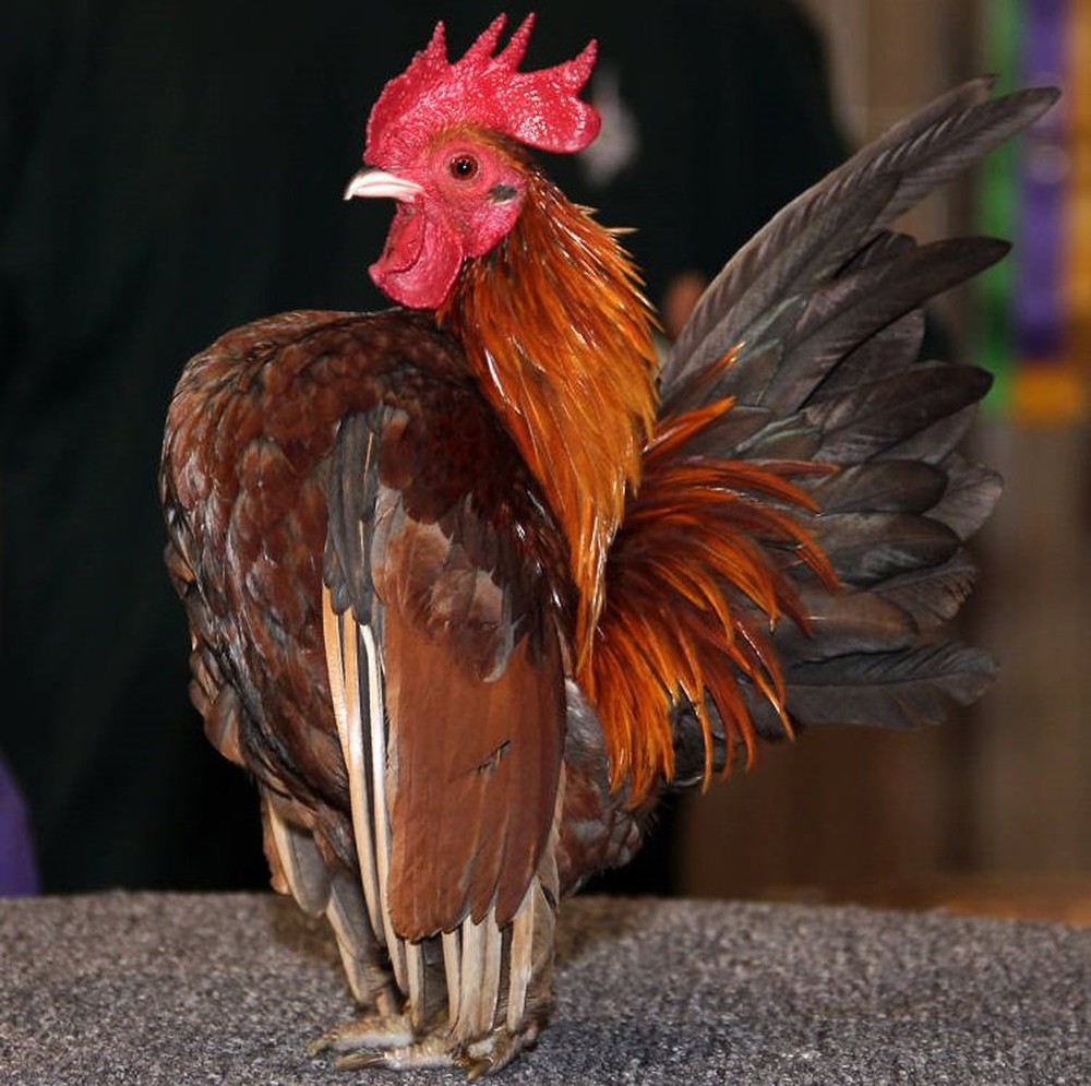 Loài gà nhỏ nhất thế giới sở hữu khả năng đặc biệt - Ảnh 1.