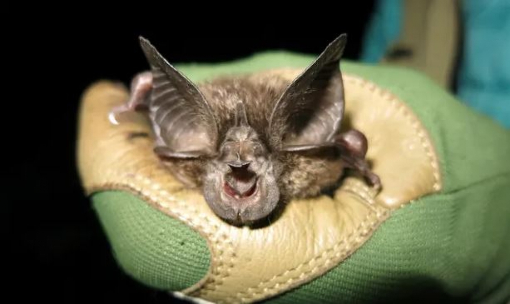 A bat species lost for 40 years suddenly found in Rwanda - Photo 1.