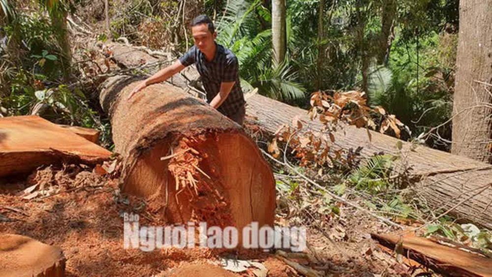  Cận cảnh cánh rừng ở Măng Đen bị tàn phá  - Ảnh 1.