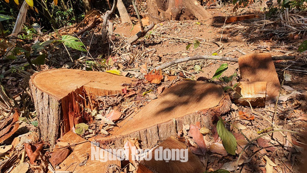  Cận cảnh cánh rừng ở Măng Đen bị tàn phá  - Ảnh 3.
