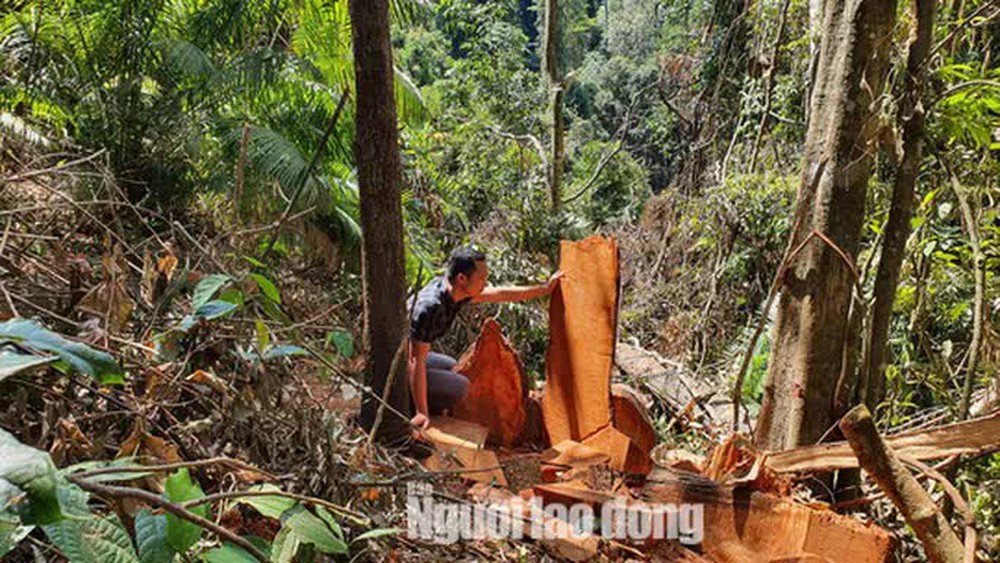     Cận cảnh rừng bị tàn phá ở Măng Đen - Ảnh 4.