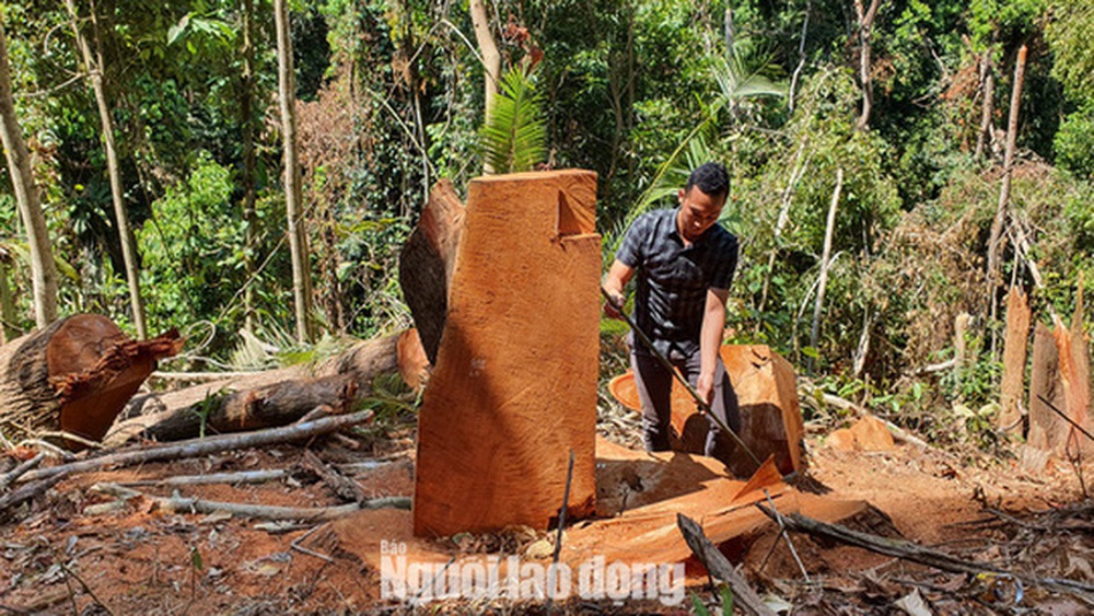  Cận cảnh cánh rừng ở Măng Đen bị tàn phá  - Ảnh 5.