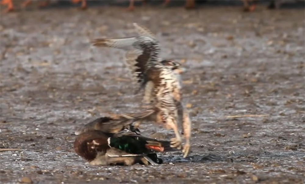 The blue-necked duck was lying in the sun when it fell to the ground like it was struck by lightning, what was the reason?  - Photo 2.