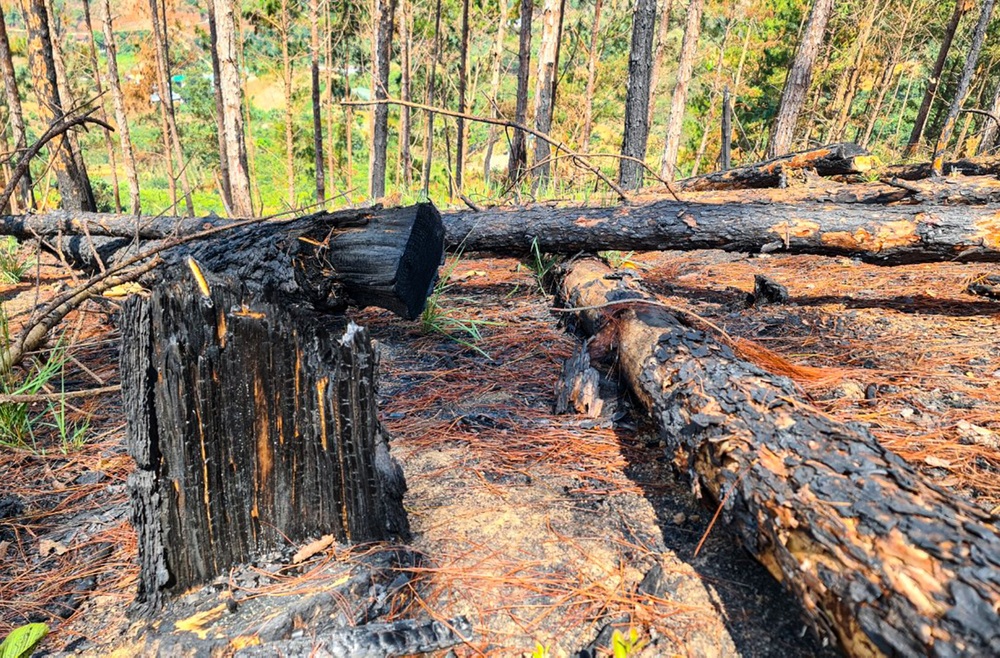 Lâm Đồng: Rừng thông bị đốn hạ, đốt cháy phi tang để chiếm đất rừng - Ảnh 5.