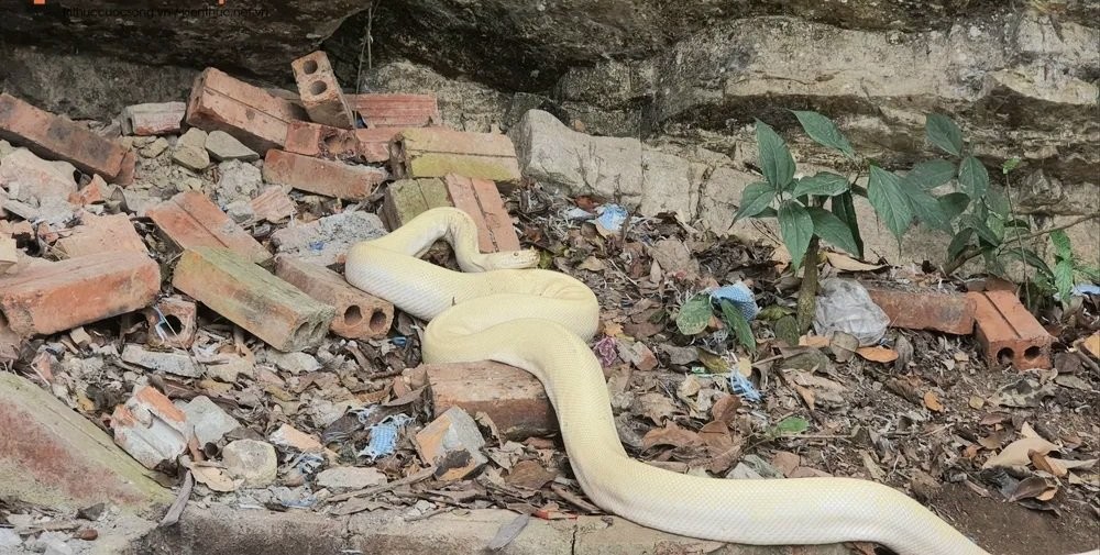 Revealing the Origin of the White Snake Appearing at Pura Mau - Photo 1.