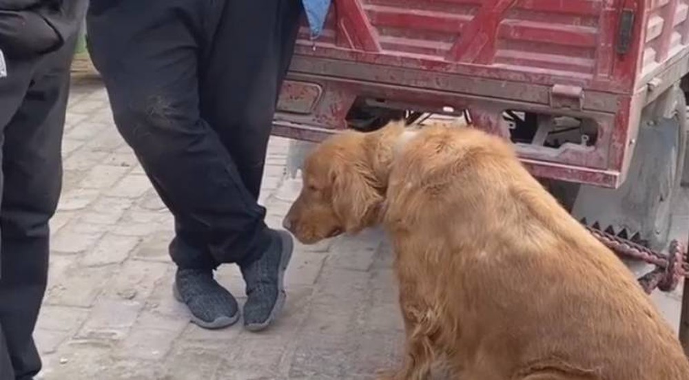 The crowd enjoyed watching the Golden dog bow to its owner, but understood why everyone was sad - Photo 3. The crowd enjoyed watching the Golden dog bow to its owner, but understood why everyone was sad - Photo 3.