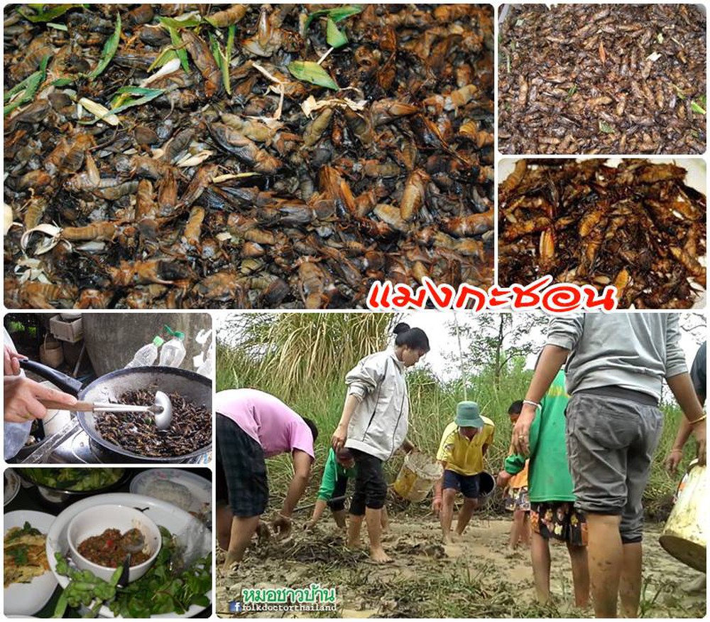 Thai farmers rush to the fields in the dry season, kicking the ground with their feet: Surprise harvest!  - Photo 5.