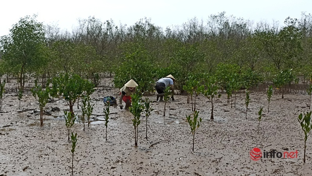 Đổ xô đi săn loại cá kỳ dị nhất hành tinh, cá còi cọc nhưng giá đắt như tôm tươi - Ảnh 1.