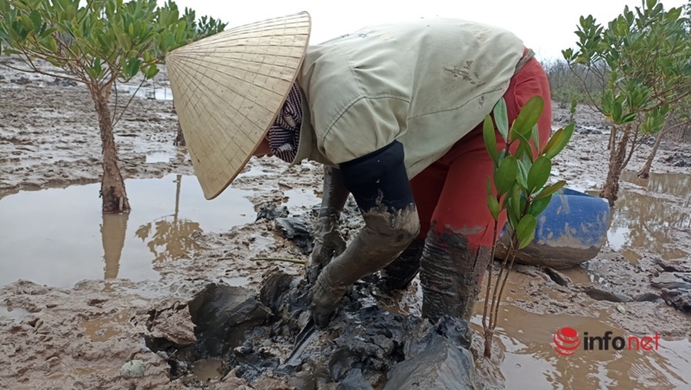 Đổ xô đi săn loại cá kỳ dị nhất hành tinh, cá còi cọc nhưng giá đắt như tôm tươi - Ảnh 3.