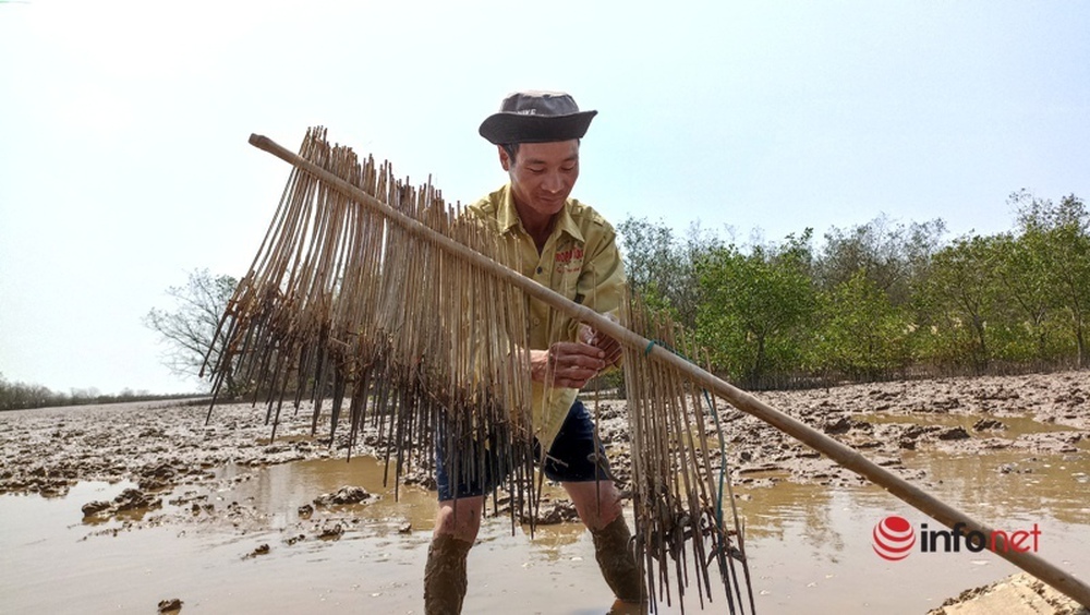 Đổ xô đi săn loại cá kỳ dị nhất hành tinh, cá còi cọc nhưng giá đắt như tôm tươi - Ảnh 10.