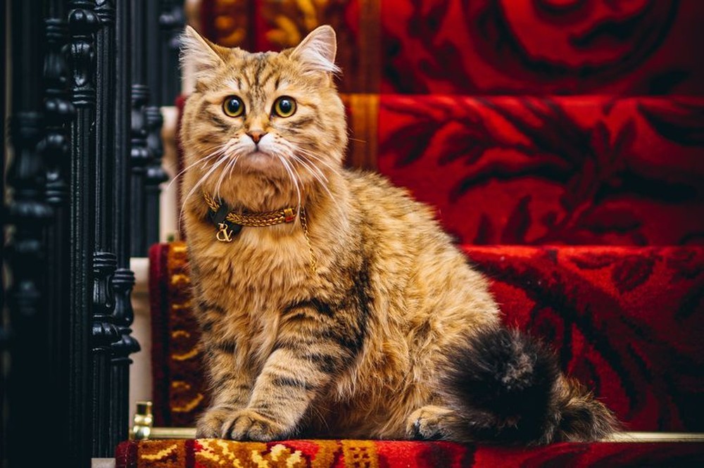 Cuộc sống sang chảnh của mèo Nữ hoàng trong khách sạn 5 sao - Ảnh 1.