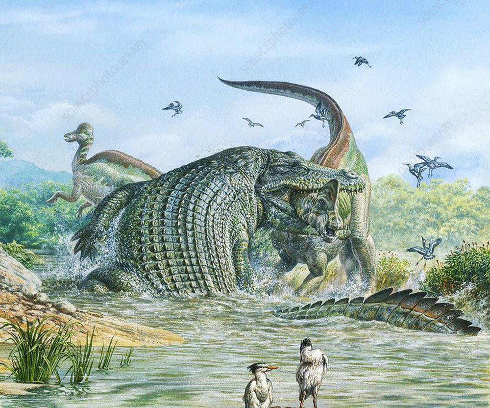 Lần đầu tiên tìm thấy một loài cá sấu ăn thịt khủng long ở Úc, nó đã nuốt chửng cả con khủng long vào bụng - Ảnh 11.