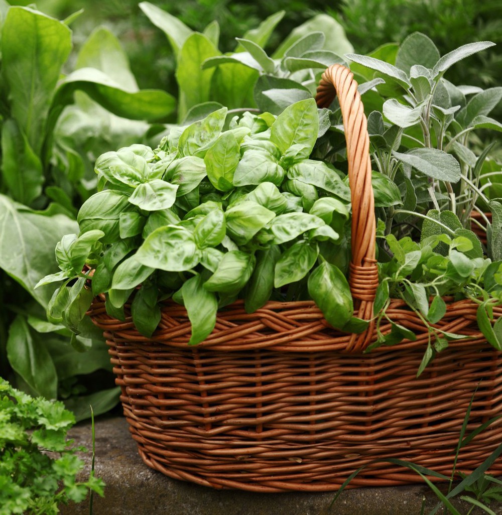 10 ý tưởng cực thông minh trong việc tận dụng đồ cũ để trồng rau gia vị trong bếp - Ảnh 14.