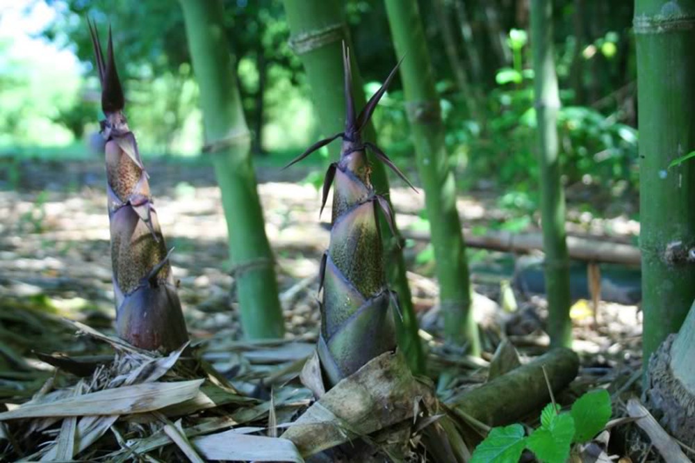 How to soak white chili bamboo shoots, crispy, delicious - Photo 1.