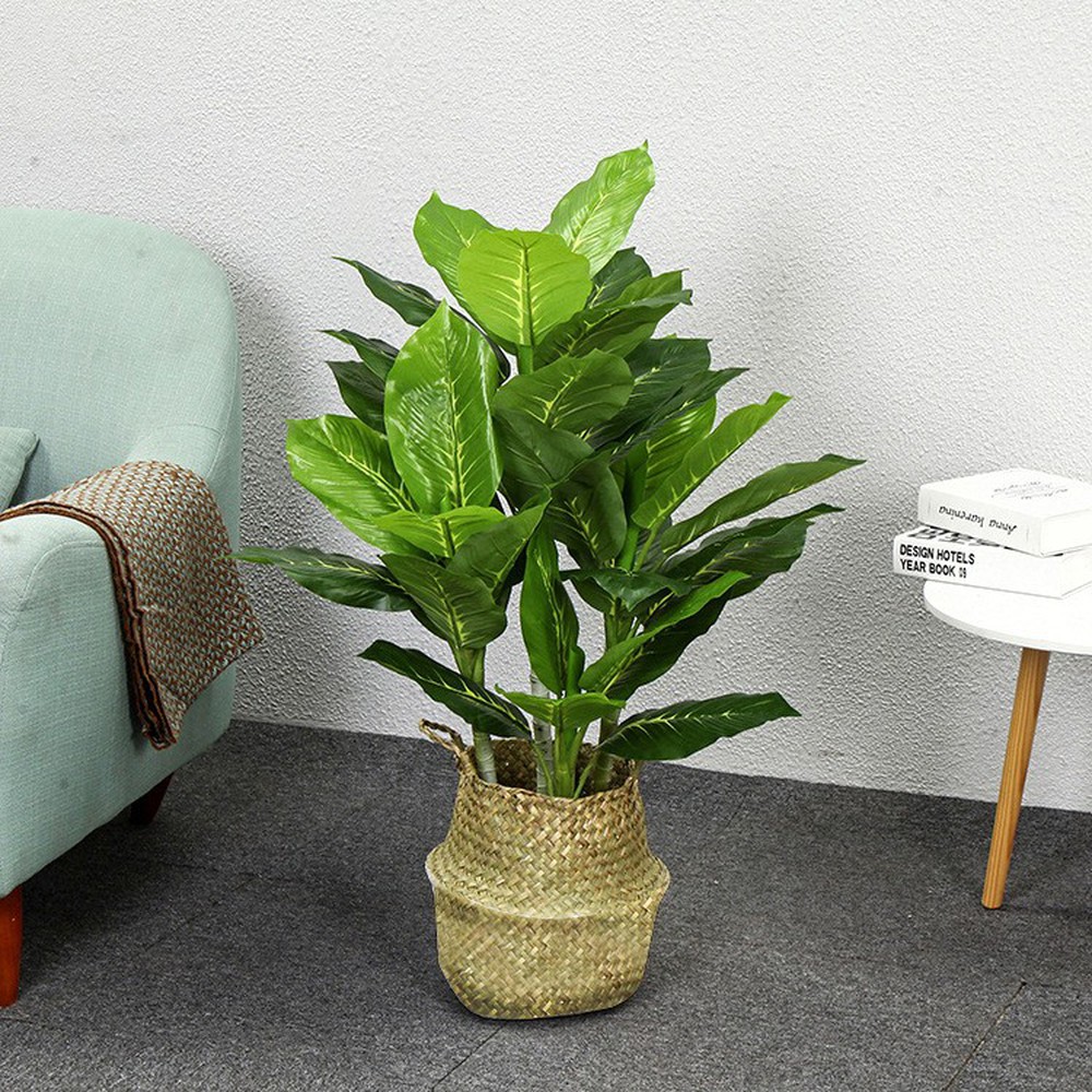 5 very good feng shui plants for people with par Kim to help homeowners have a lot of luck - Photo 3.