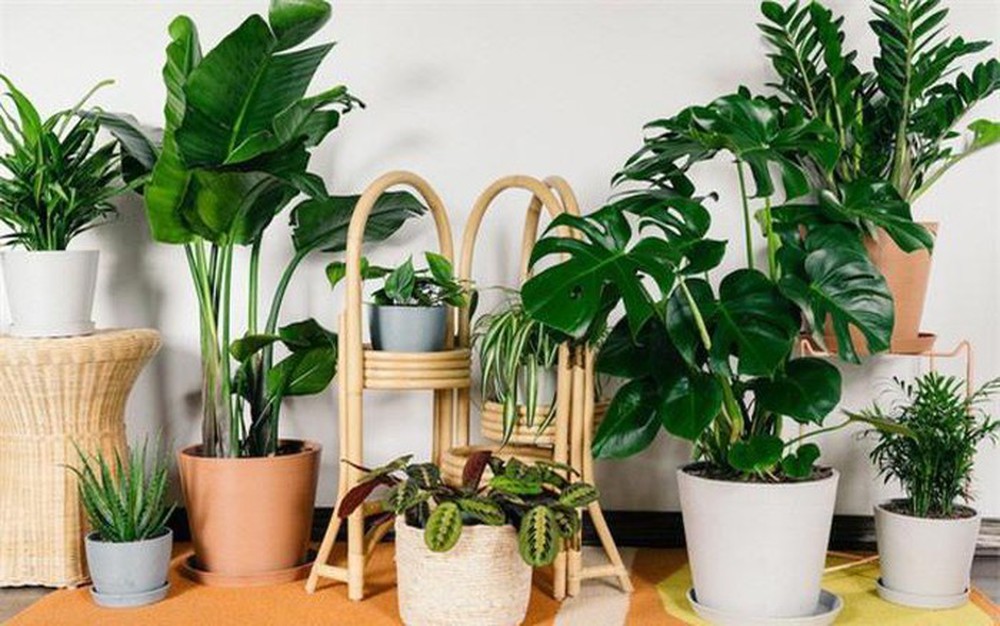 5 types of feng shui plants that are very good for people with par Kim to help homeowners have a lot of luck - Photo 1.