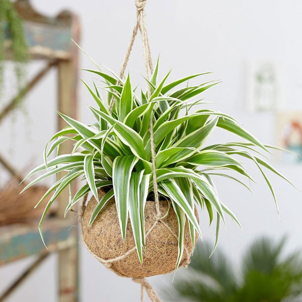 5 types of feng shui plants that are very good for people with par Kim to help homeowners have a lot of luck - Photo 4.