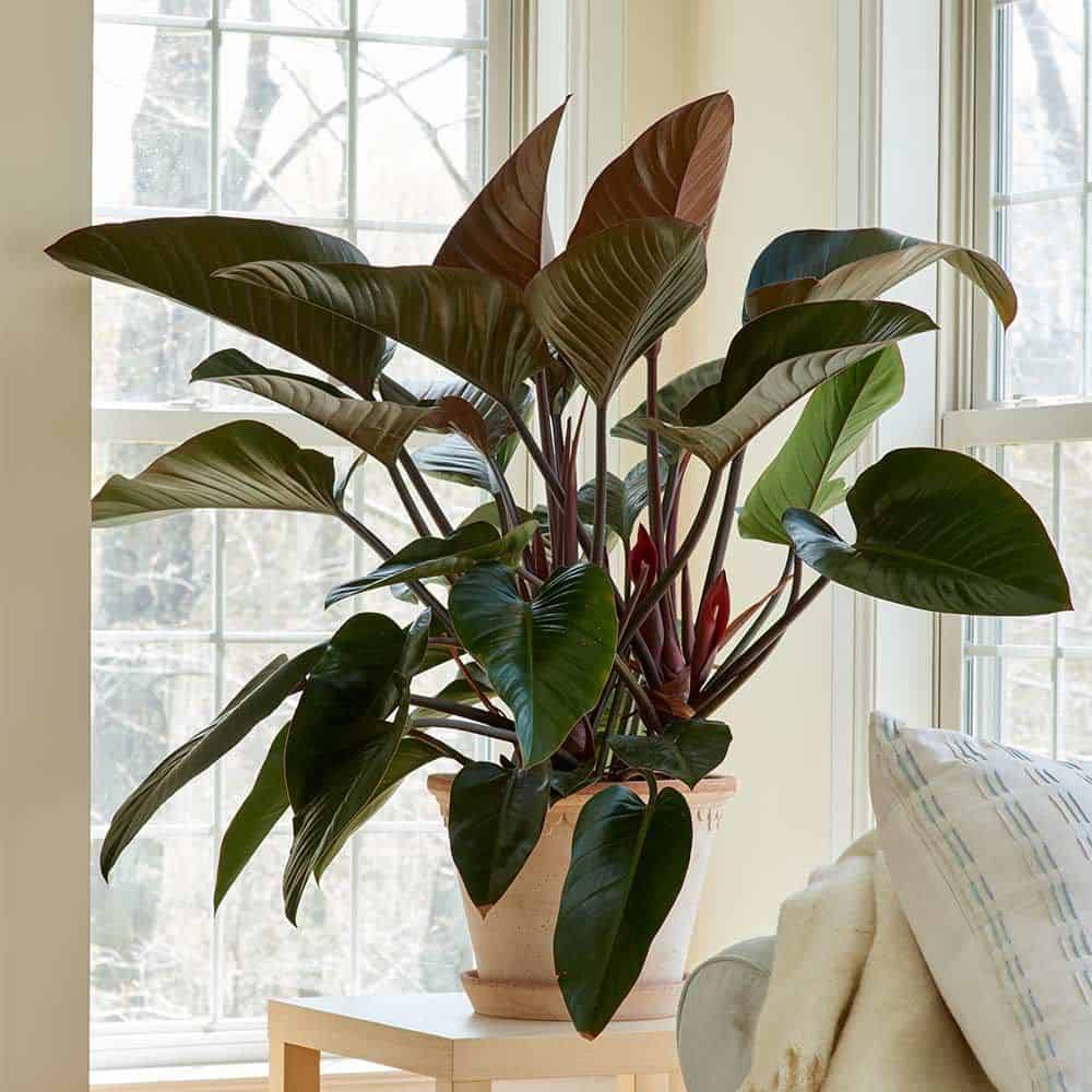 5 types of extremely good feng shui plants for people destined for Kim to help homeowners have a lot of luck - Photo 7.