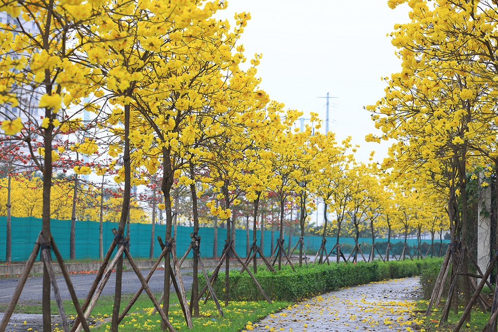 Ngỡ ngàng với vẻ đẹp mê hồn của đường hoa phong linh nằm ngay trong lòng Hà Nội - Ảnh 2.