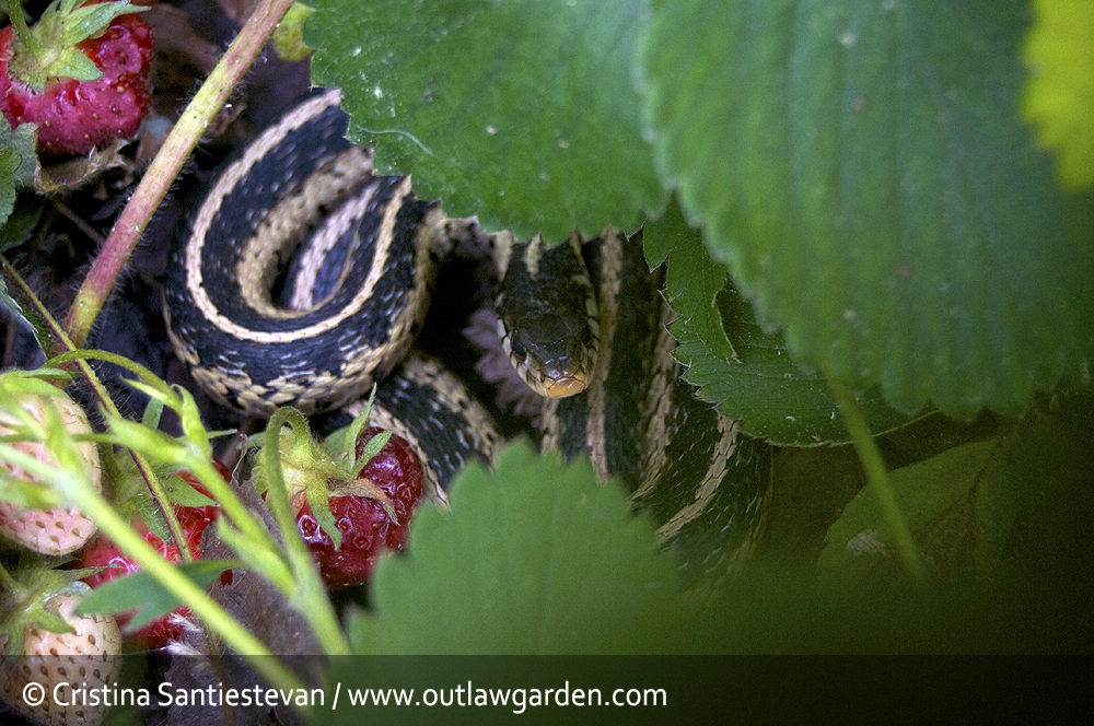 Buying a box of fresh strawberries to eat, the woman was shocked when she discovered the gift: There is toxicity!  - Photo 2.