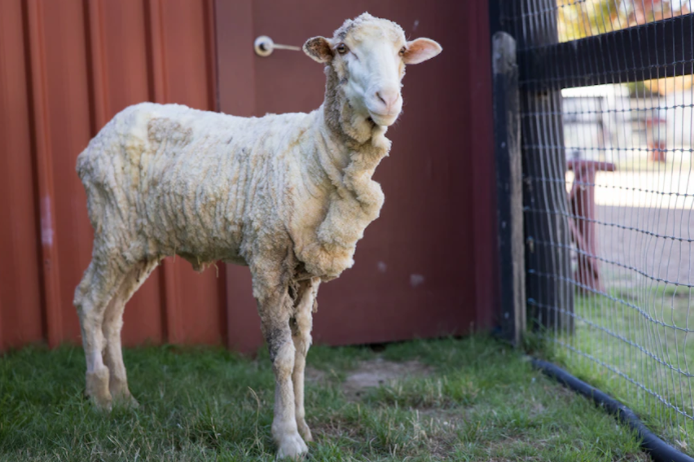 Cừu có bộ lông khổng lồ 6 năm chưa từng cắt một lần - Ảnh 1.