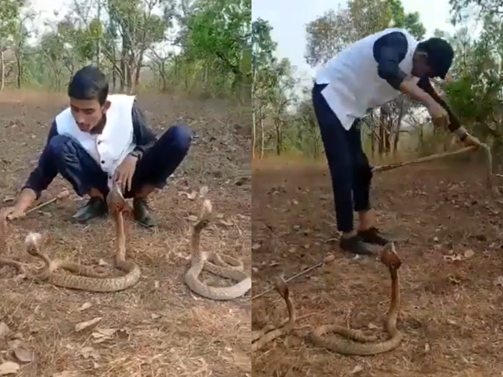 Foolishly playing with a cobra to record a Youtube video, the man received a bitter ending - Photo 1.