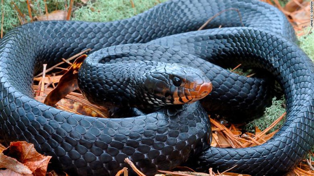 Loài rắn có chiều dài khủng nhất Bắc Mỹ quay trở lại sau hàng thập kỷ - Ảnh 1.
