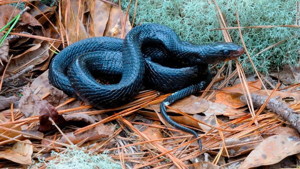 Loài rắn có chiều dài khủng nhất Bắc Mỹ quay trở lại sau hàng thập kỷ - Ảnh 3.