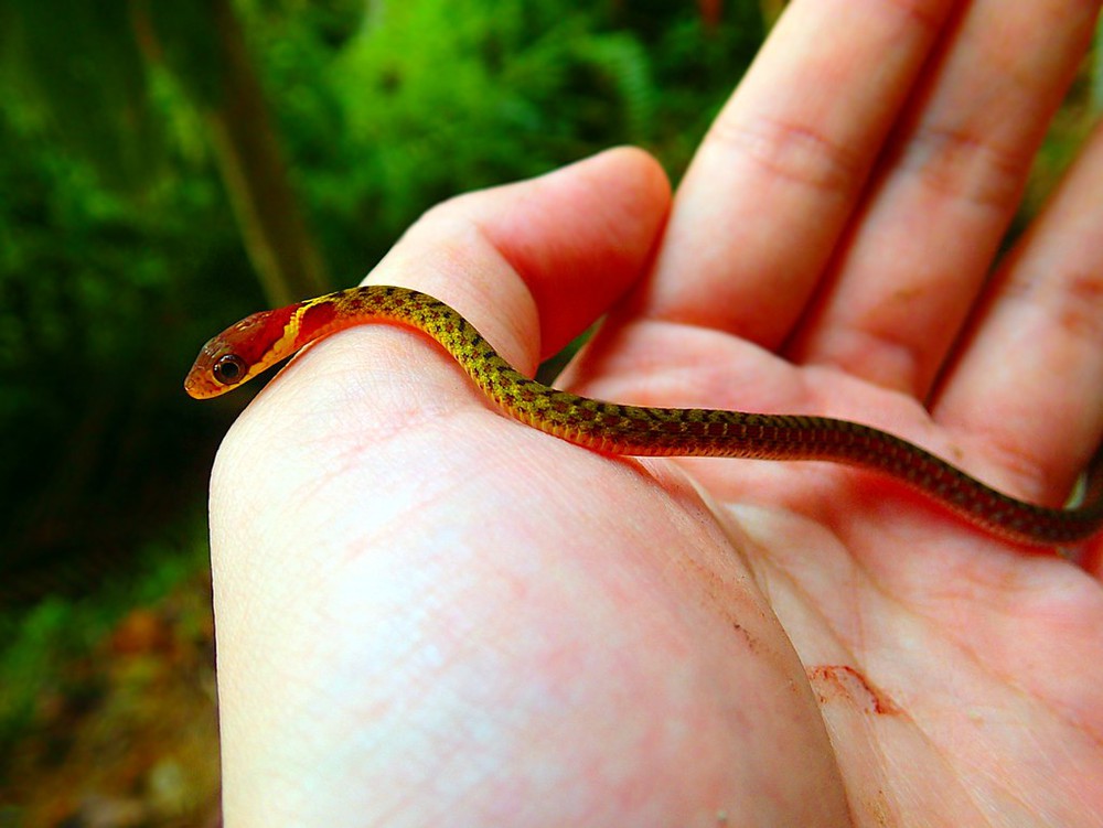 Red-necked flowers are the most dangerous snake in Vietnam, so what about yellow-necked flowers?  - Photo 1.